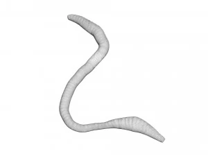 Earthworm 3D Model