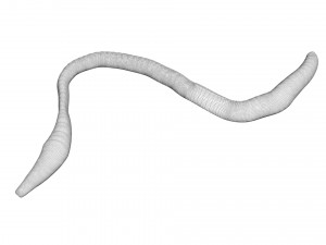 Earthworm Modello 3D