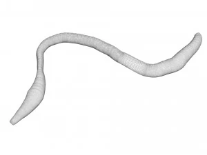 Earthworm 3D Model