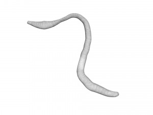 Earthworm Modello 3D