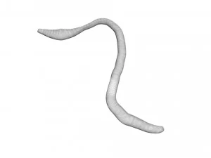 Earthworm 3D Model