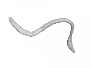 Earthworm 3D Model