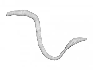Earthworm 3D Model
