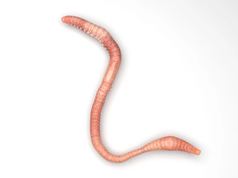 Earthworm 3D Model