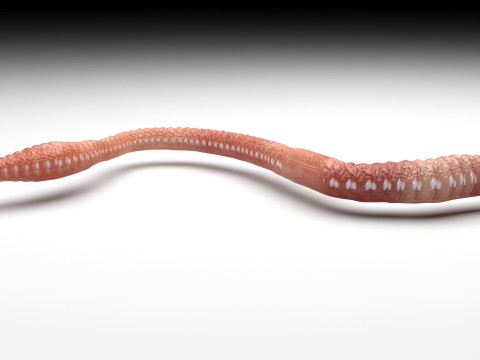 Earthworm Modello 3D