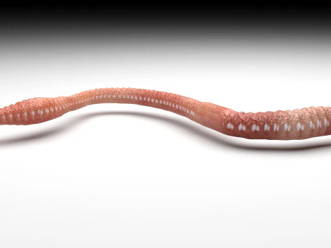 Earthworm 3D Model