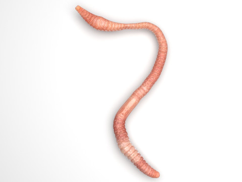 Earthworm Modello 3D
