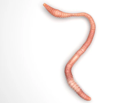 Earthworm 3D Model