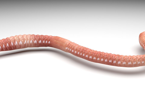 Earthworm Modello 3D