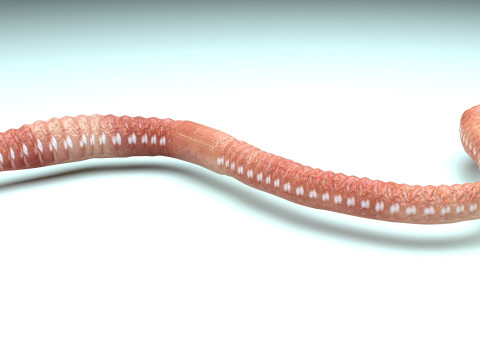 Earthworm Modello 3D