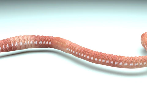 Earthworm 3D Model