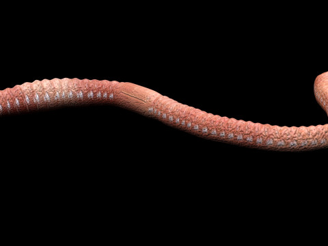 Earthworm Modello 3D