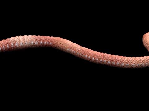 Earthworm 3D Model