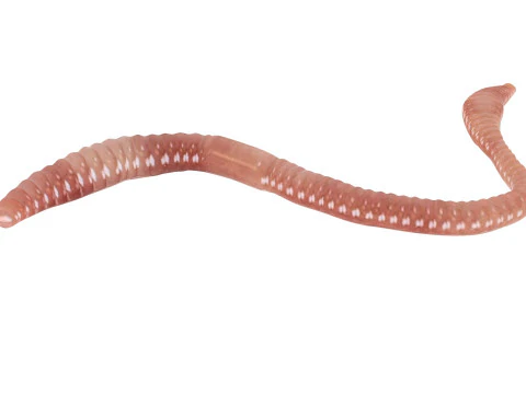 Earthworm 3D Model