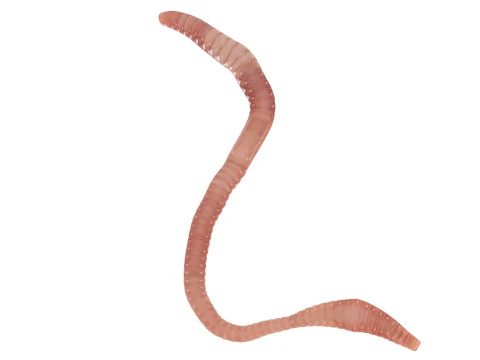 Earthworm 3D Model