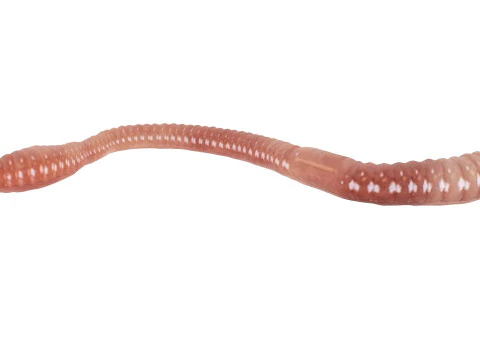 Earthworm 3D Model