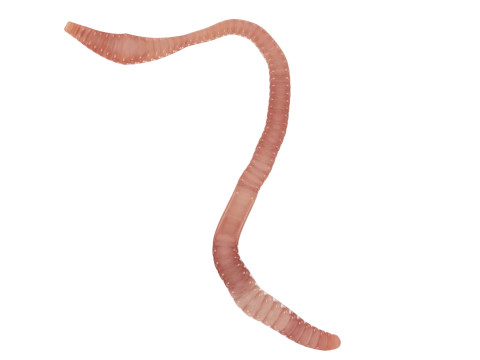 Earthworm Modello 3D
