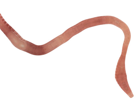 Earthworm Modello 3D