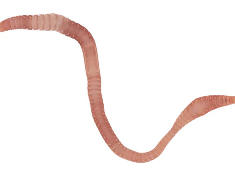 Earthworm 3D Model