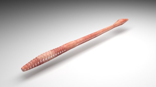 Straight Earthworm 3D Модель .c4d .max .obj .3ds .fbx .stl .blend 