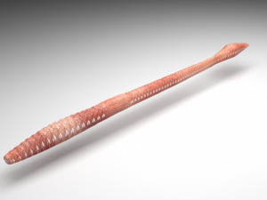 Straight Earthworm Modello 3D