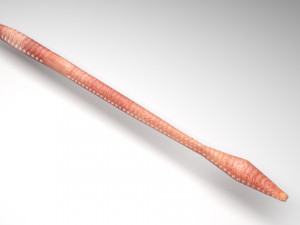Straight Earthworm 3D Модель