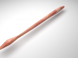 Straight Earthworm 3D Модель