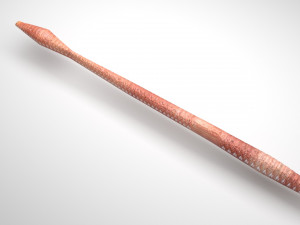 Straight Earthworm 3D Модель