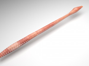 Straight Earthworm 3D Модель