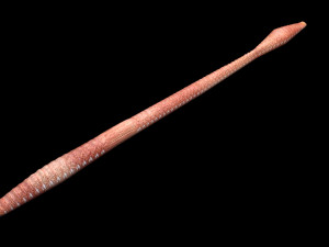 Straight Earthworm 3D Модель