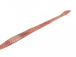 Straight Earthworm 3D Модель