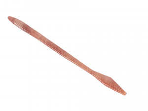 Straight Earthworm 3D Модель