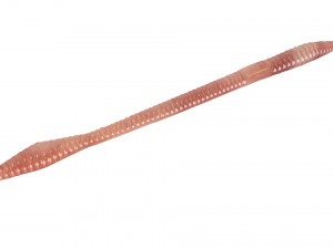 Straight Earthworm 3D Модель