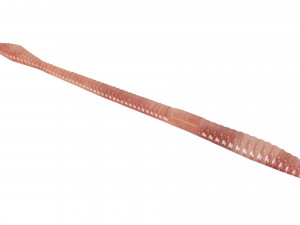 Straight Earthworm 3D Модель