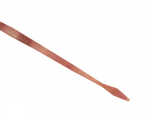 Straight Earthworm 3D Модель