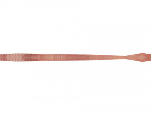 Straight Earthworm 3D Модель