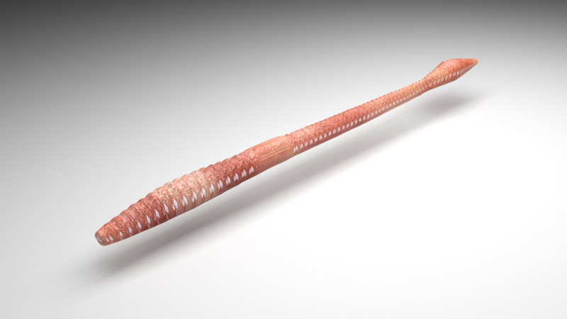 Straight Earthworm 3D 모델 .c4d .max .obj .3ds .fbx .stl .blend