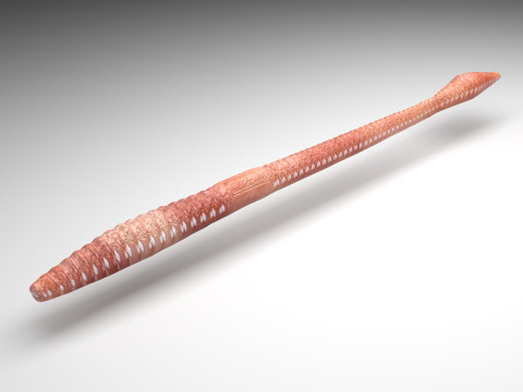 Straight Earthworm 3D Model