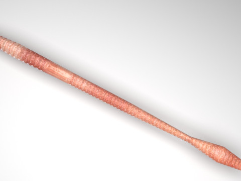 Straight Earthworm 3D 모델