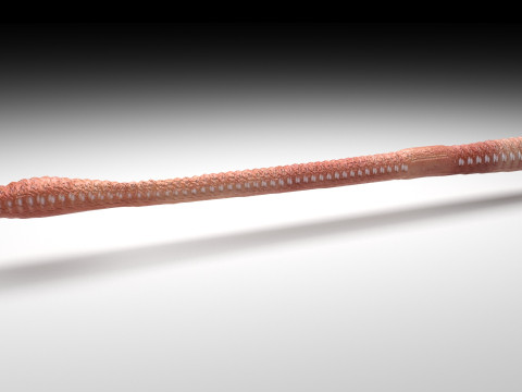 Straight Earthworm 3D 모델