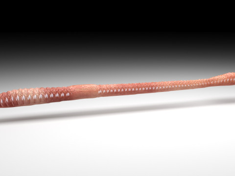Straight Earthworm 3D 모델