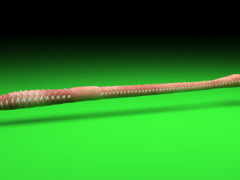 Straight Earthworm 3D 모델