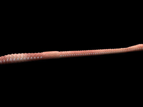 Straight Earthworm 3D 모델