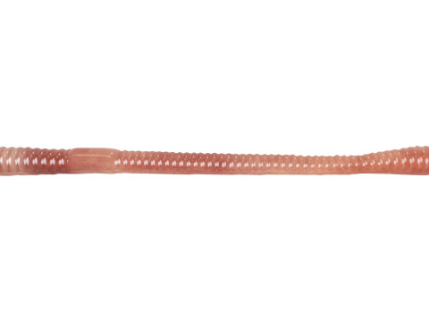 Straight Earthworm 3D 모델