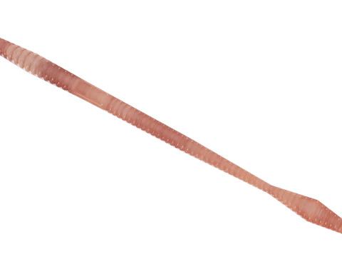 Straight Earthworm 3D 모델
