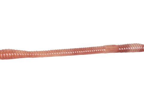 Straight Earthworm 3D 모델