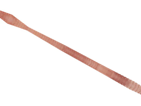 Straight Earthworm 3D Model