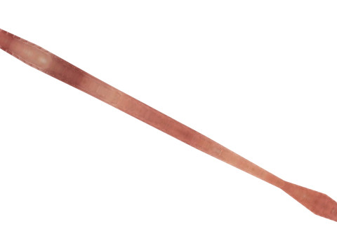 Straight Earthworm 3D 모델