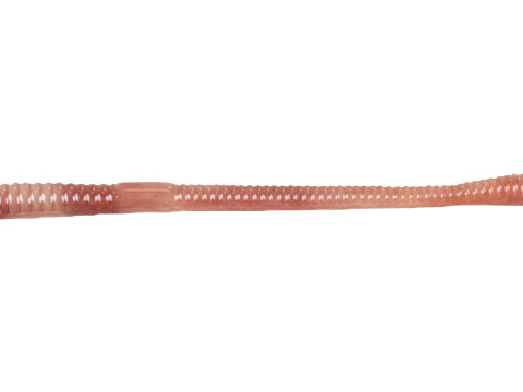 Straight Earthworm 3D 모델