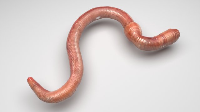 Earthworm 3D 모델 .c4d .max .obj .3ds .fbx .stl .blend 